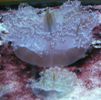 Gdynia-Muzeum Oceanograficzne
